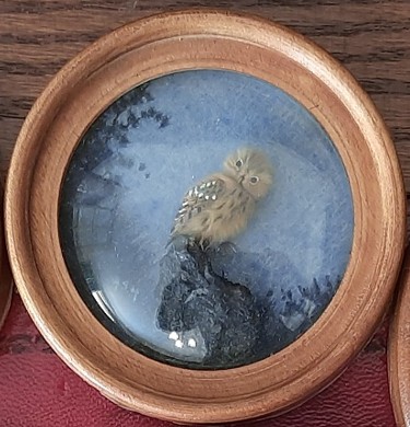 Saw Whet Owl (Version 2)